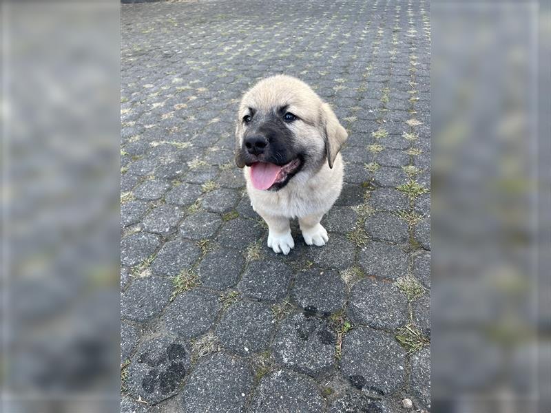 Kaukase / Kangal Welpen HSH Mischling