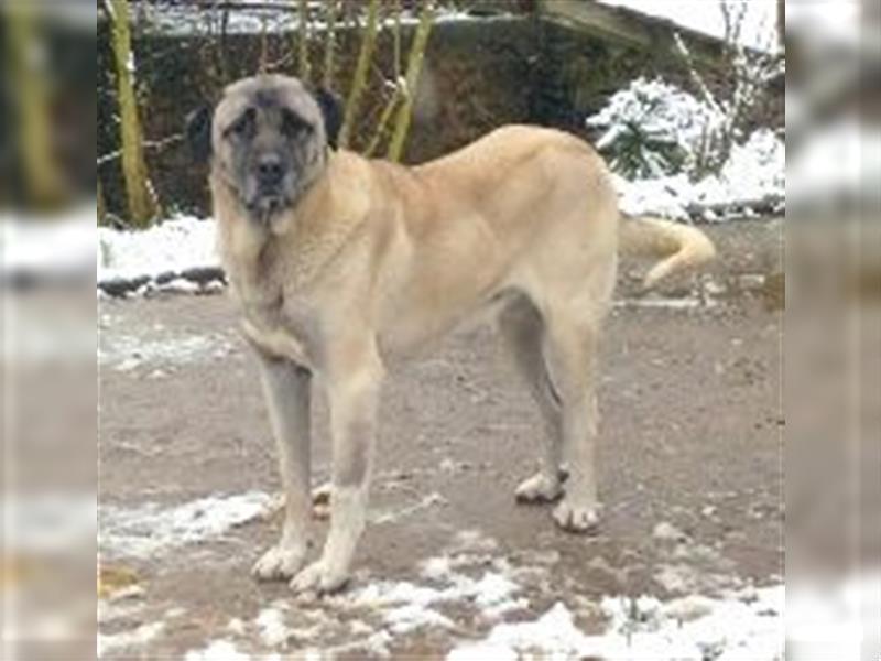 Hundewelpen Kaukasischer Owtscharke und Kangal Mischung