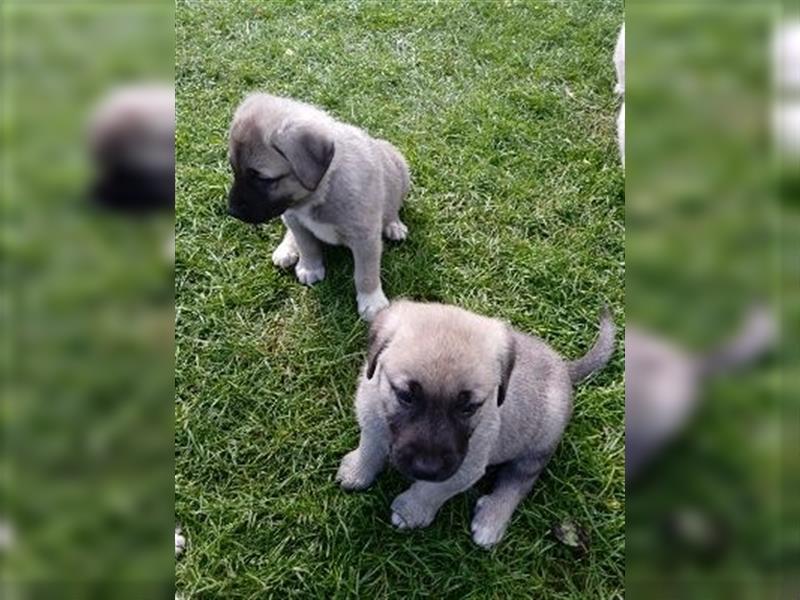 Hundewelpen Kaukasischer Owtscharke und Kangal Mischung