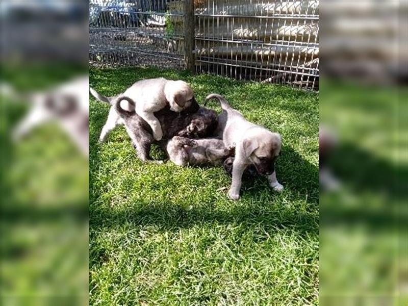 Hundewelpen Kaukasischer Owtscharke und Kangal Mischung