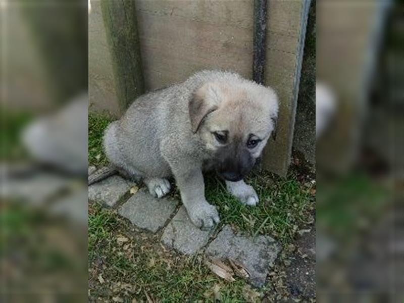 Hundewelpen Kaukasischer Owtscharke und Kangal Mischung