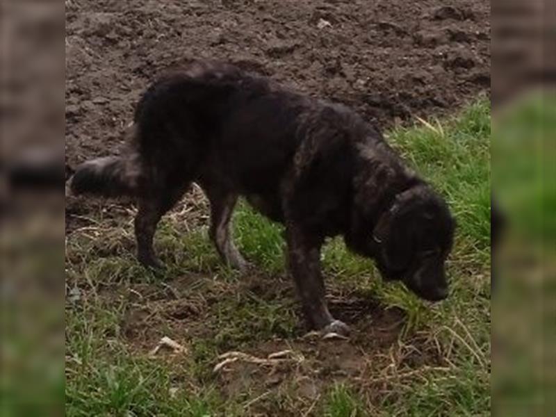 Hundewelpen Kaukasischer Owtscharke und Kangal Mischung