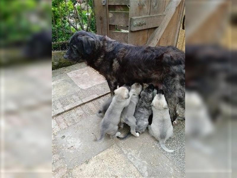 Hundewelpen Kaukasischer Owtscharke und Kangal Mischung