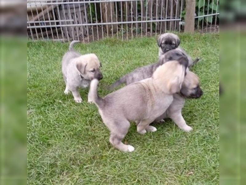 Hundewelpen Kaukasischer Owtscharke und Kangal Mischung