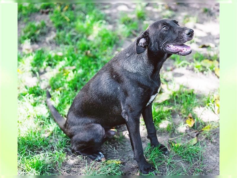 Cloé, freundliche Schäferhund-Mix-Hündin, ca. 1 Jahr, ca. 49 cm, ca. 18 kg