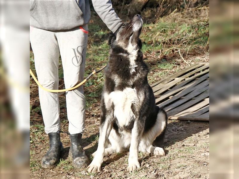 Jázmin, kaukasischer Schäferhund-Mix mit großem Herz, ca. 2,5 Jahre, ca. 69 cm, ca. 40 kg