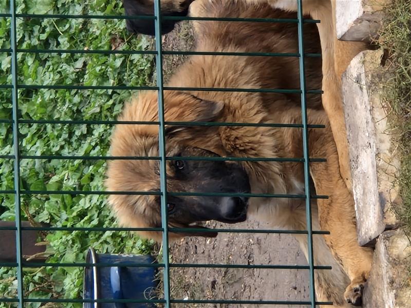 Kaukasischer owtscharka Schäferhund mix