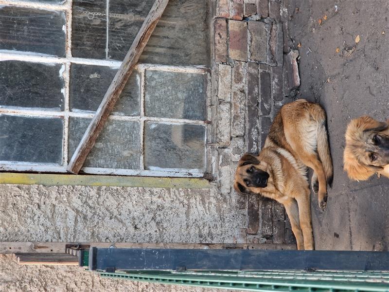 Kaukischer Schäferhund mix