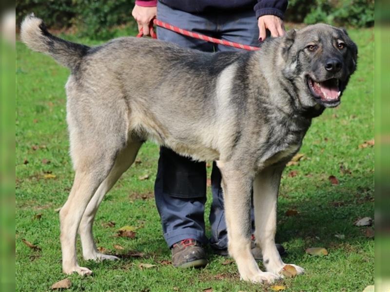 Margherito - freundlicher Hund sucht Einzelplatz