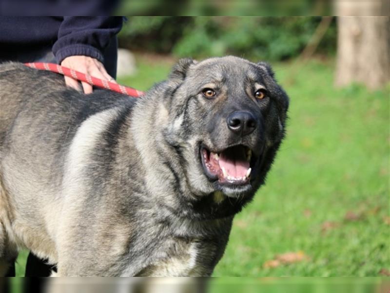 Margherito - freundlicher Hund sucht Einzelplatz