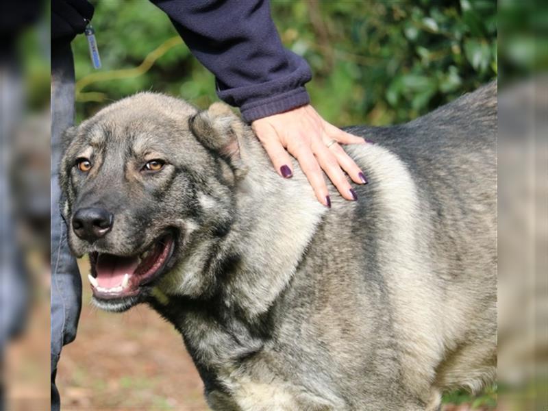 Margherito - freundlicher Hund sucht Einzelplatz