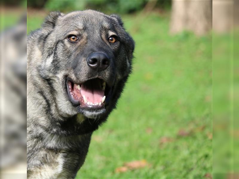 Margherito - freundlicher Hund sucht Einzelplatz