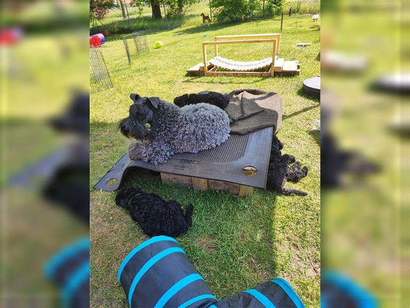 Kerry Blue Terrier Welpen