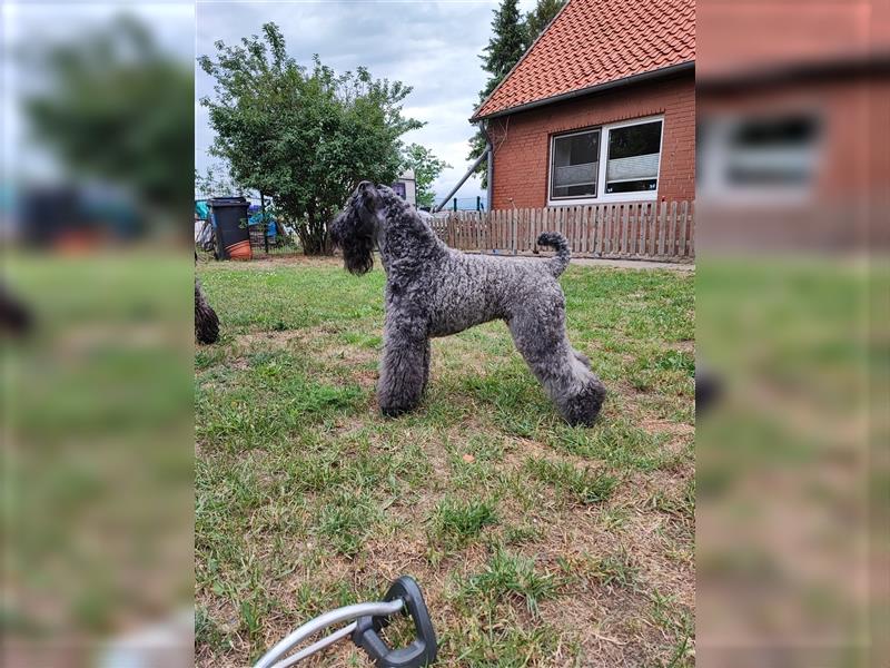 Kerry Blue Terrier Welpen