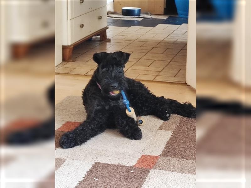 Kerry Blue Terrier Welpen