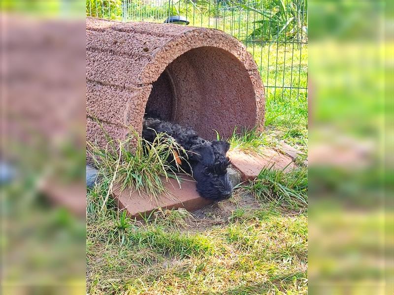 Kerry Blue Terrier Welpen