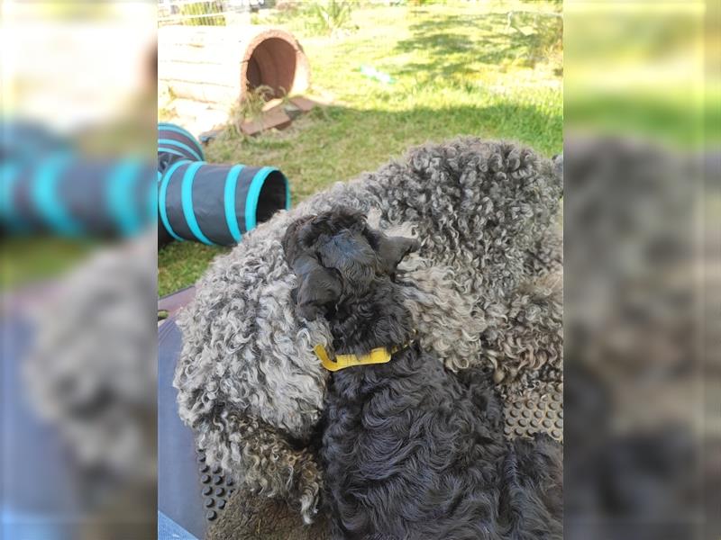 Kerry Blue Terrier Welpen