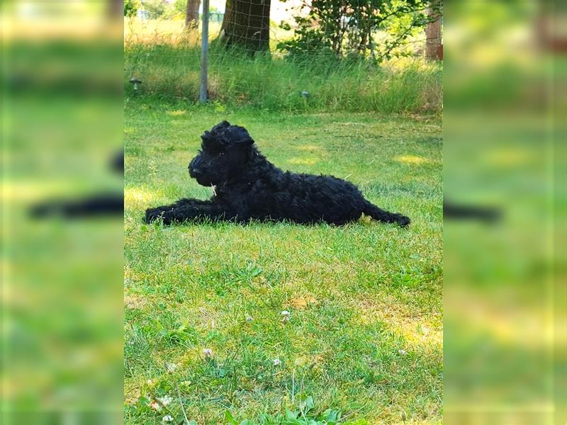 Kerry Blue Terrier Welpen