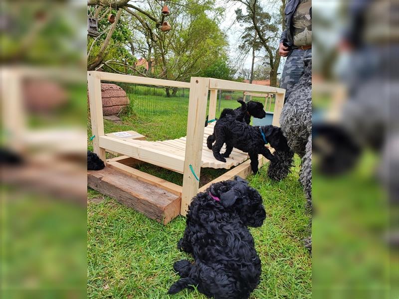 Kerry Blue Terrier Welpen