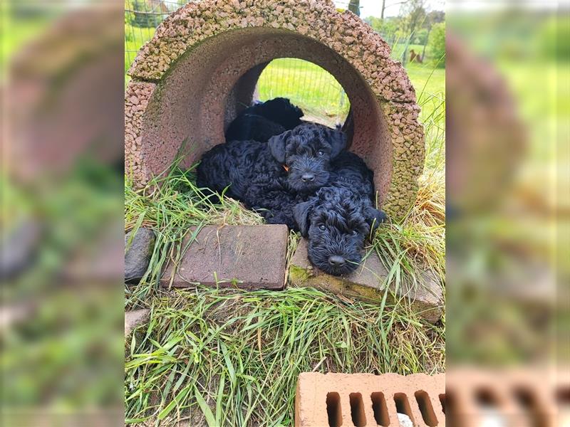 Kerry Blue Terrier Welpen