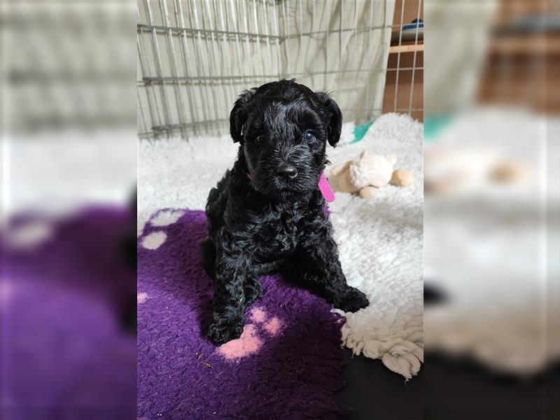 Kerry Blue Terrier Welpen