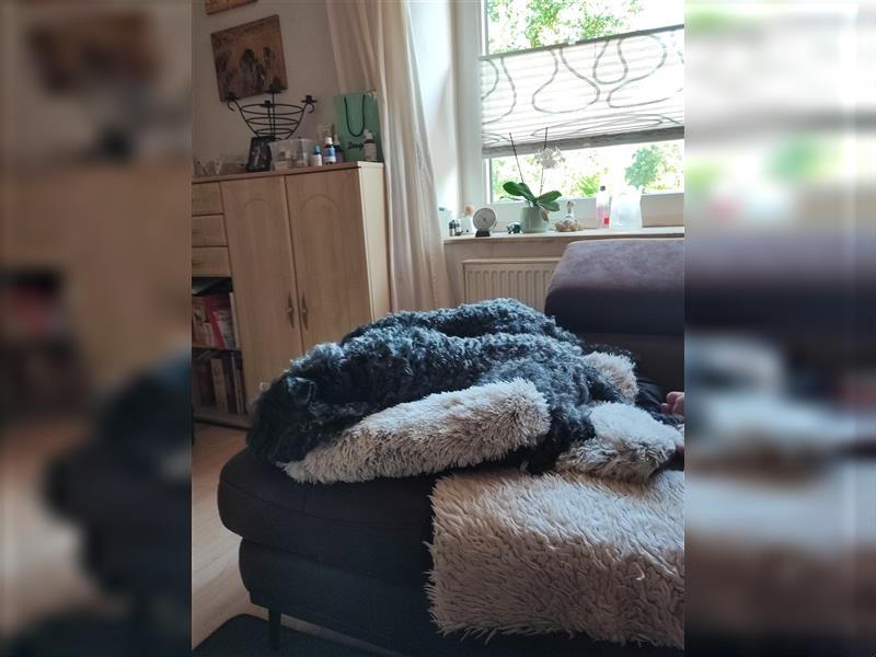 Kerry Blue Terrier Welpen