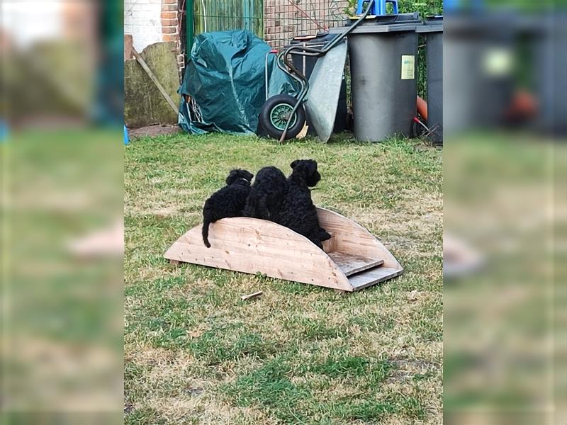 Kerry Blue Terrier Welpen