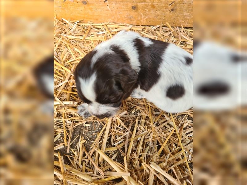 Kleiner Münsterländer in braunschimmel