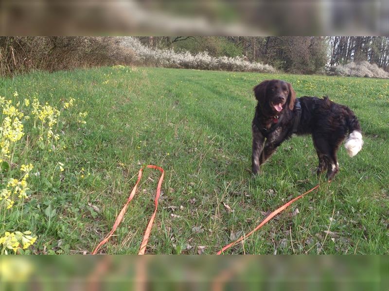 Kleiner Münsterländer 9 Monate Rüde sucht ein neues Zuhause