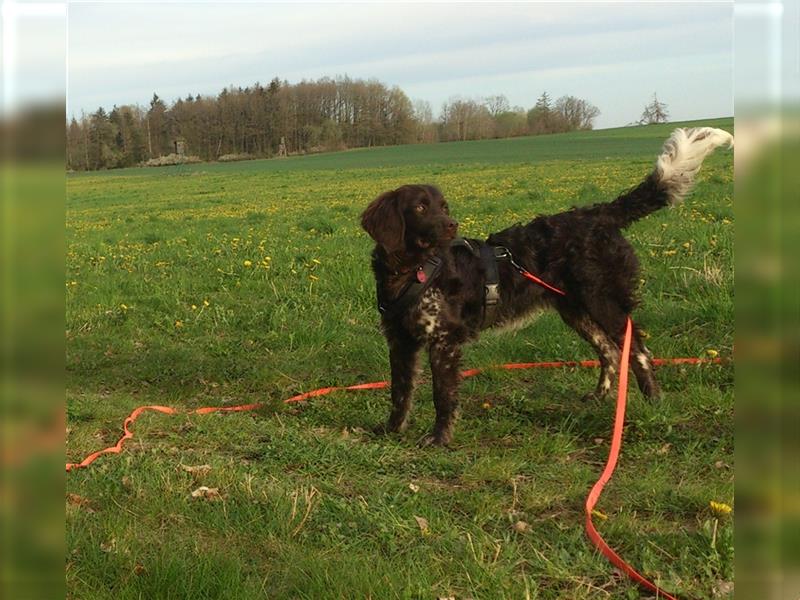 Kleiner Münsterländer 9 Monate Rüde sucht ein neues Zuhause