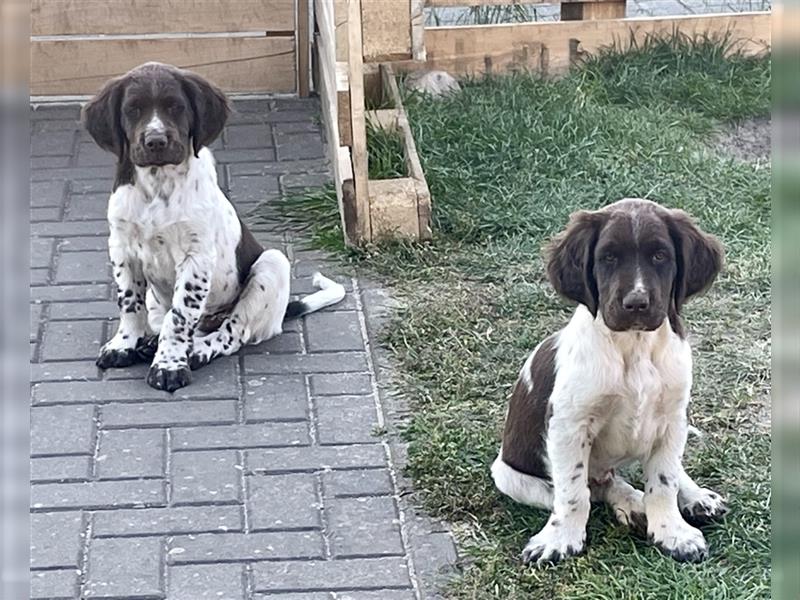 2 Kleine Münsterländer Rüden Welpen