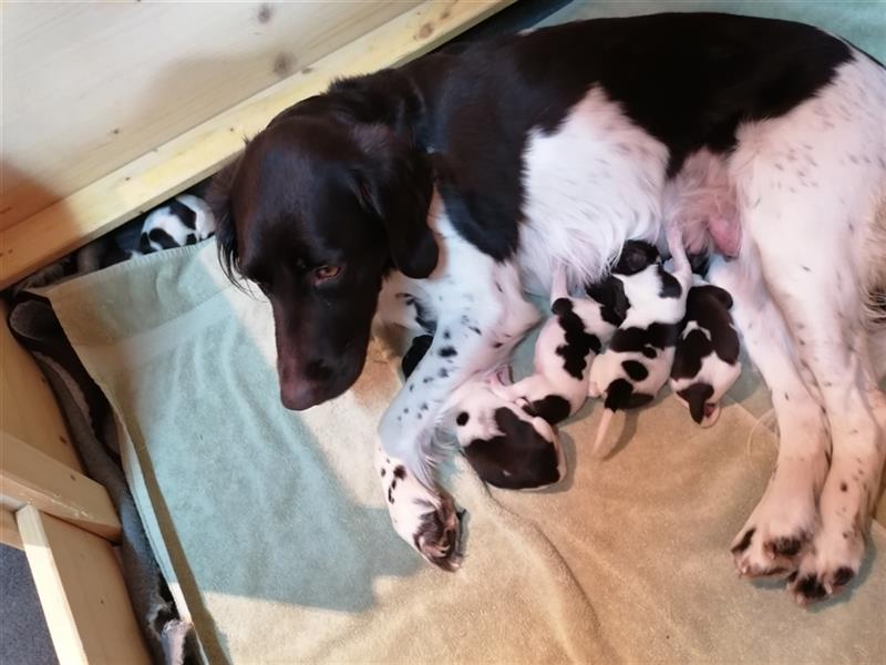 2 Kleine Münsterländer Rüden Welpen