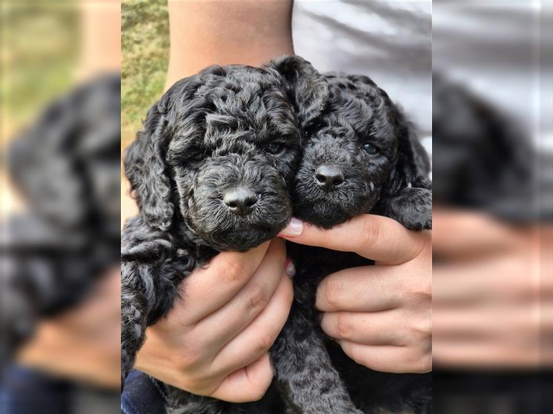 Reinrassige Klein/Zwergpudel Babys.