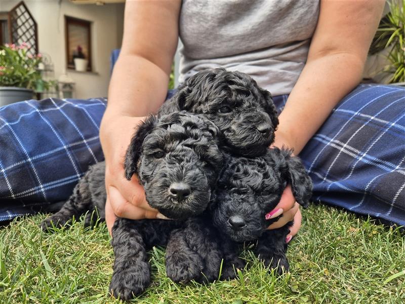 Reinrassige Klein/Zwergpudel Babys.