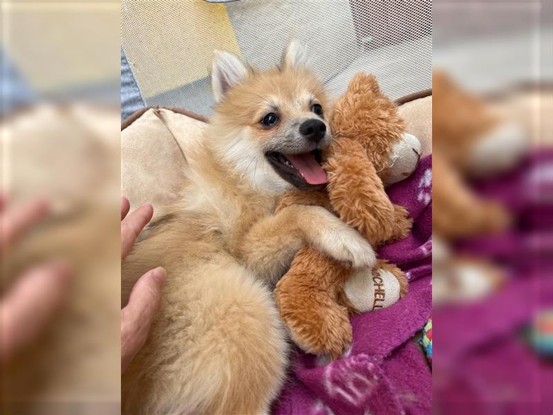 Betty-SR, Süße Maus sucht Zuckerschloss!