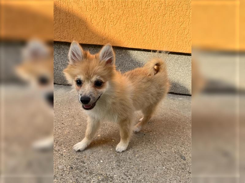 Betty-SR, Süße Maus sucht Zuckerschloss!