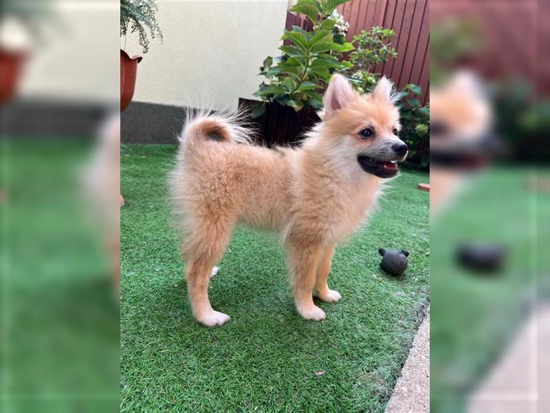 Betty-SR, Süße Maus sucht Zuckerschloss!