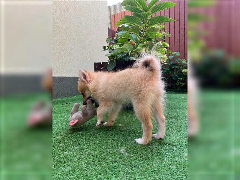 Betty-SR, Süße Maus sucht Zuckerschloss!