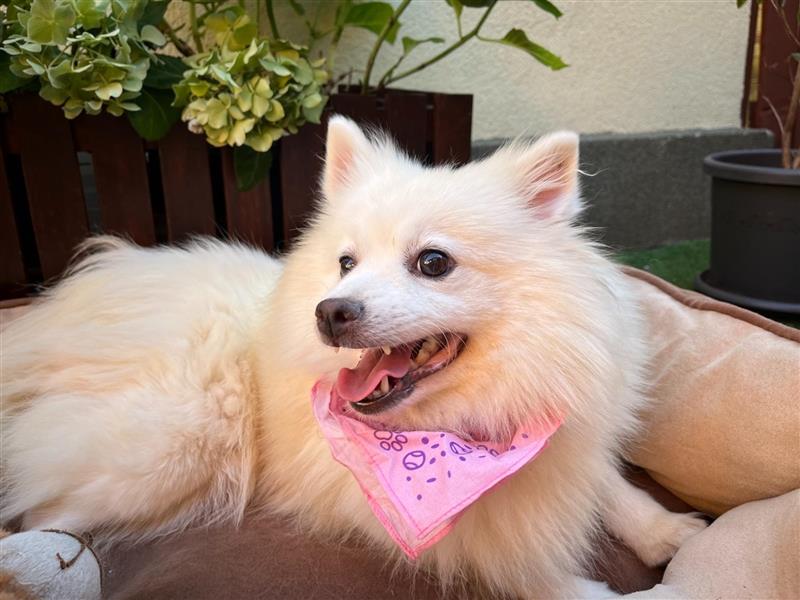 Coco-SR, sanfte Seele sucht liebe Menschen