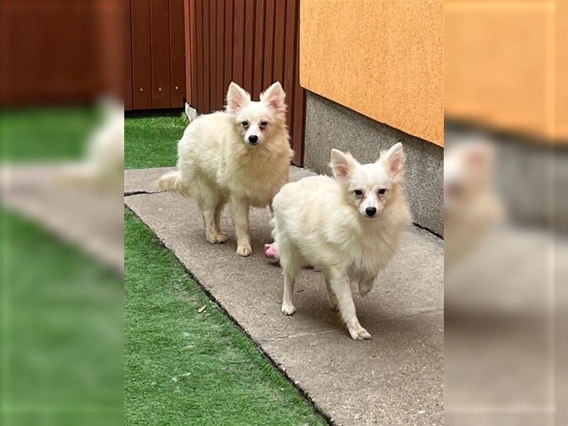 Dusty-SR, lieber Rüde sucht ruhige Familie