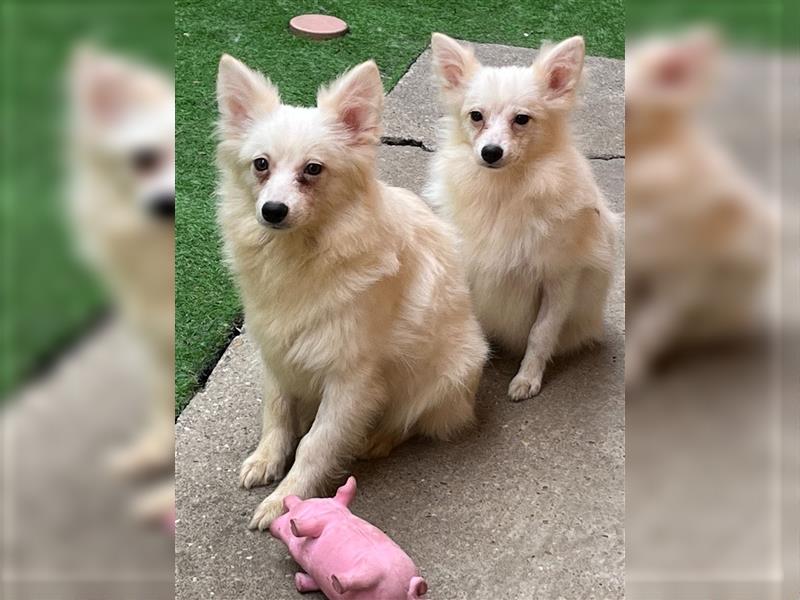 Dusty-SR, lieber Rüde sucht ruhige Familie