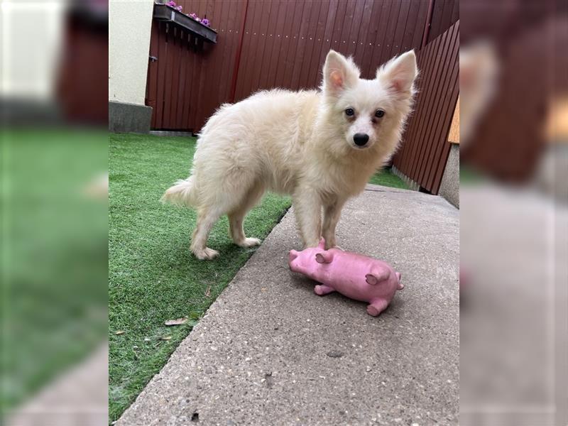 Dusty-SR, lieber Rüde sucht ruhige Familie