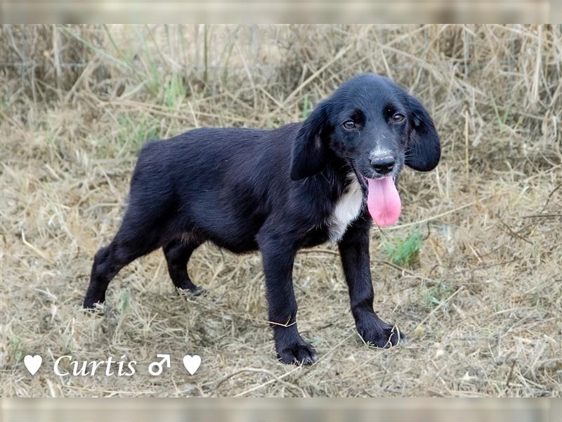 Cocker-Kokoni-Mix  Cara  und Curtis (6,5kg) suchen   ein Zuhause