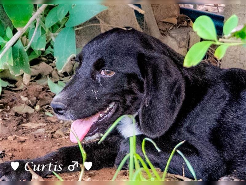 Cocker-Kokoni-Mix  Cara  und Curtis (6,5kg) suchen   ein Zuhause