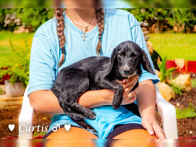 Cocker-Kokoni-Mix  Cara  und Curtis (6,5kg) suchen   ein Zuhause