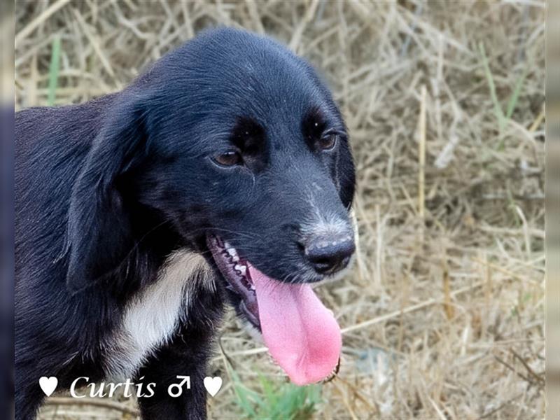 Cocker-Kokoni-Mix  Cara  und Curtis (6,5kg) suchen   ein Zuhause