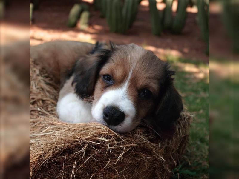 Traumhafte Kooikerhondje Welpen