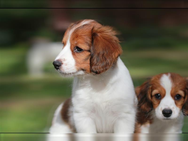 Traumhafte Kooikerhondje Welpen