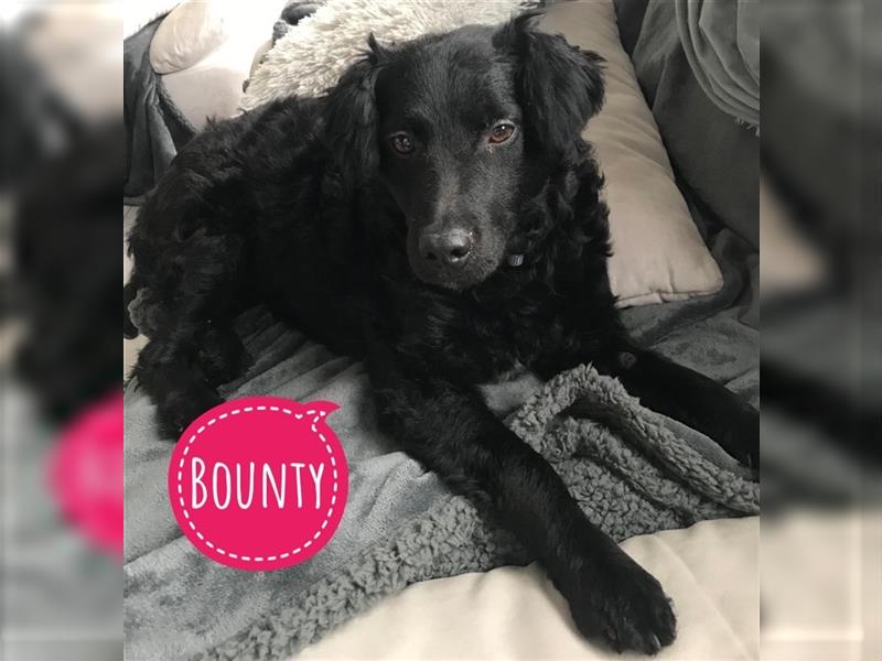 Bounty sucht einen Hundekumpel