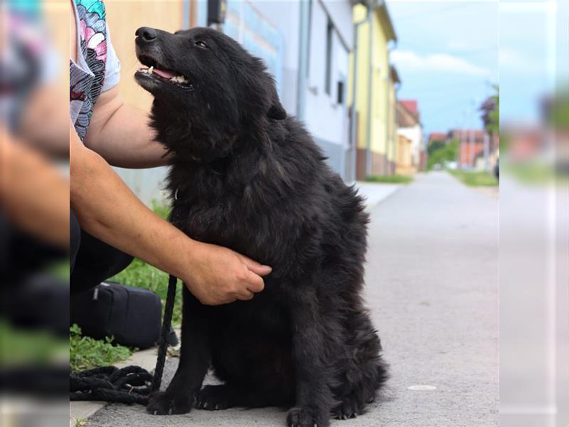 Baksi eine Traumhündin